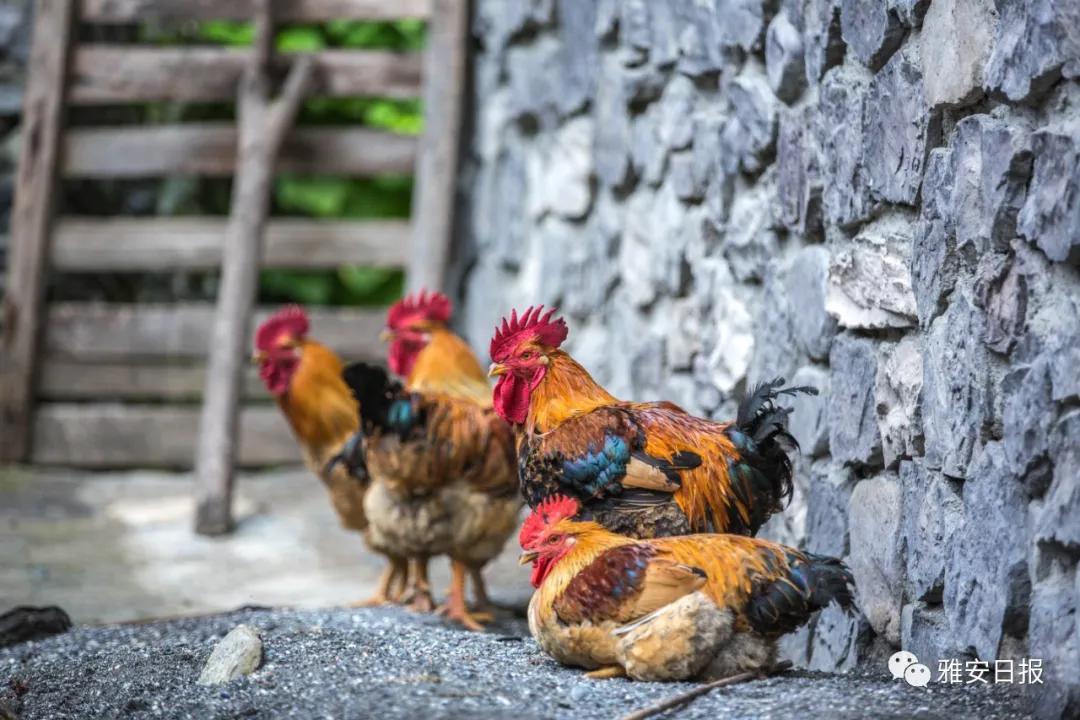 来雅安旅游,雅安二郎山休闲特色民宿