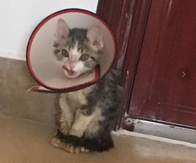 后院猫舍领养猫,养猫后院