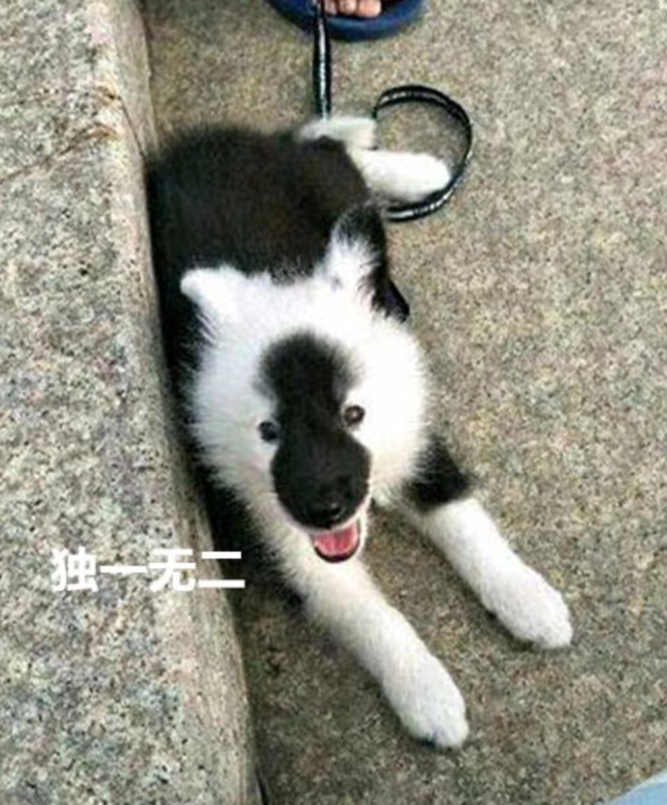 在网上买宠物狗搞笑,主人网购廉价狗粮