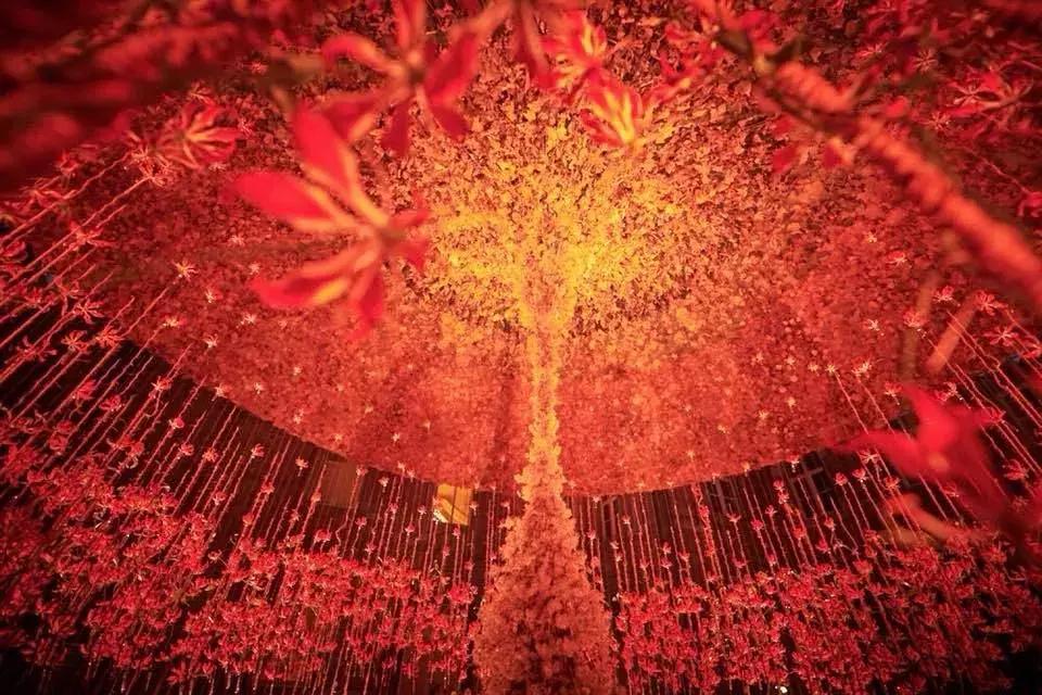 美到窒息！杭州这场园艺界的盛典，懂生活的人必须去！