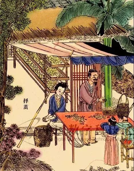 为何蚕宝宝吐有黄金丝,蚕宝宝吐的彩色丝是从哪来的