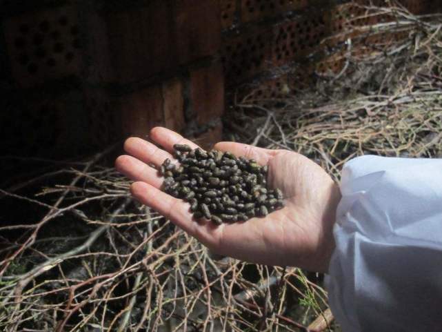 最贵的咖啡猫屎咖啡,最贵猫屎咖啡10万