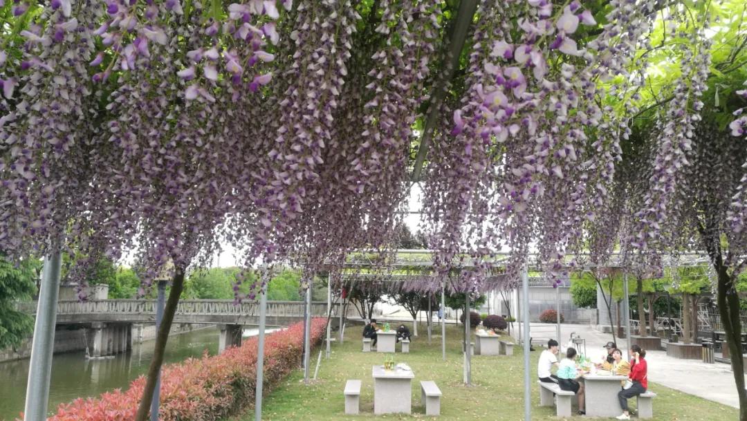 网红古树紫藤花,网红紫藤花
