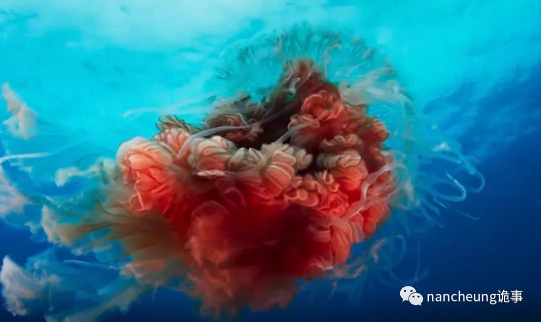 深海迷航第49天神秘生物,深海海底神秘的10种生物