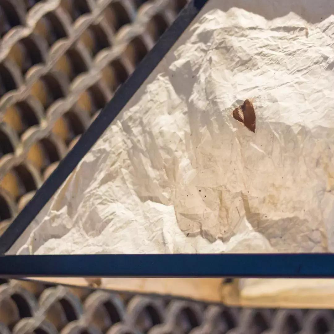 厦门藏在绿野仙踪里的花园餐厅,厦门藏很深的西餐厅