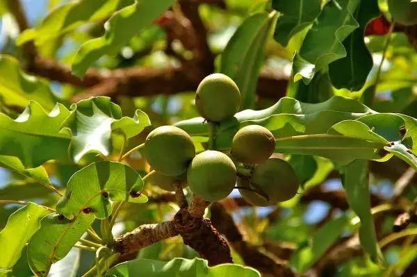 夏天了手脚干裂还有老茧,手脚干裂脱皮老茧用什么药膏