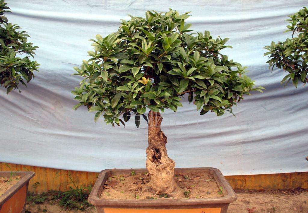 盆栽桂花树怎么不好养,盆栽桂花不茂盛怎么补救