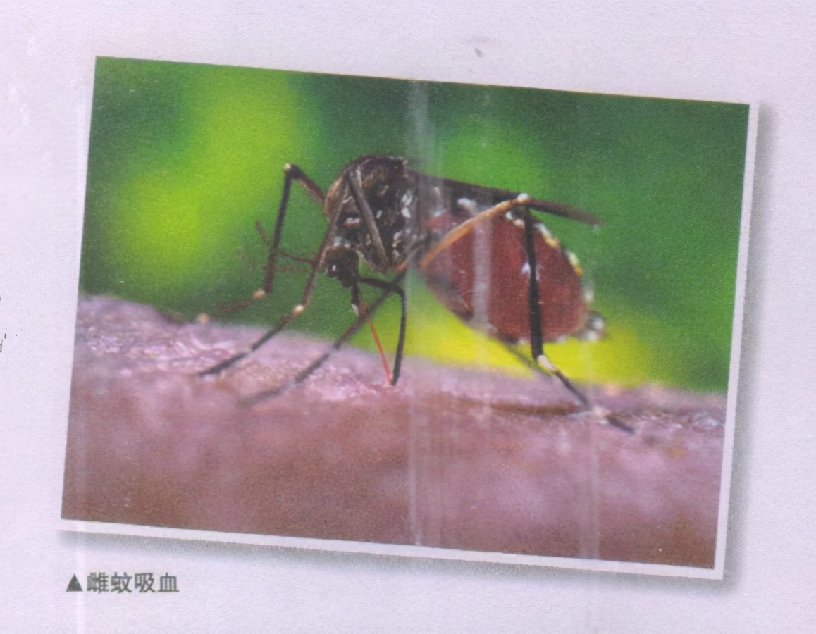 昆虫样子特点,昆虫视觉是什么样的