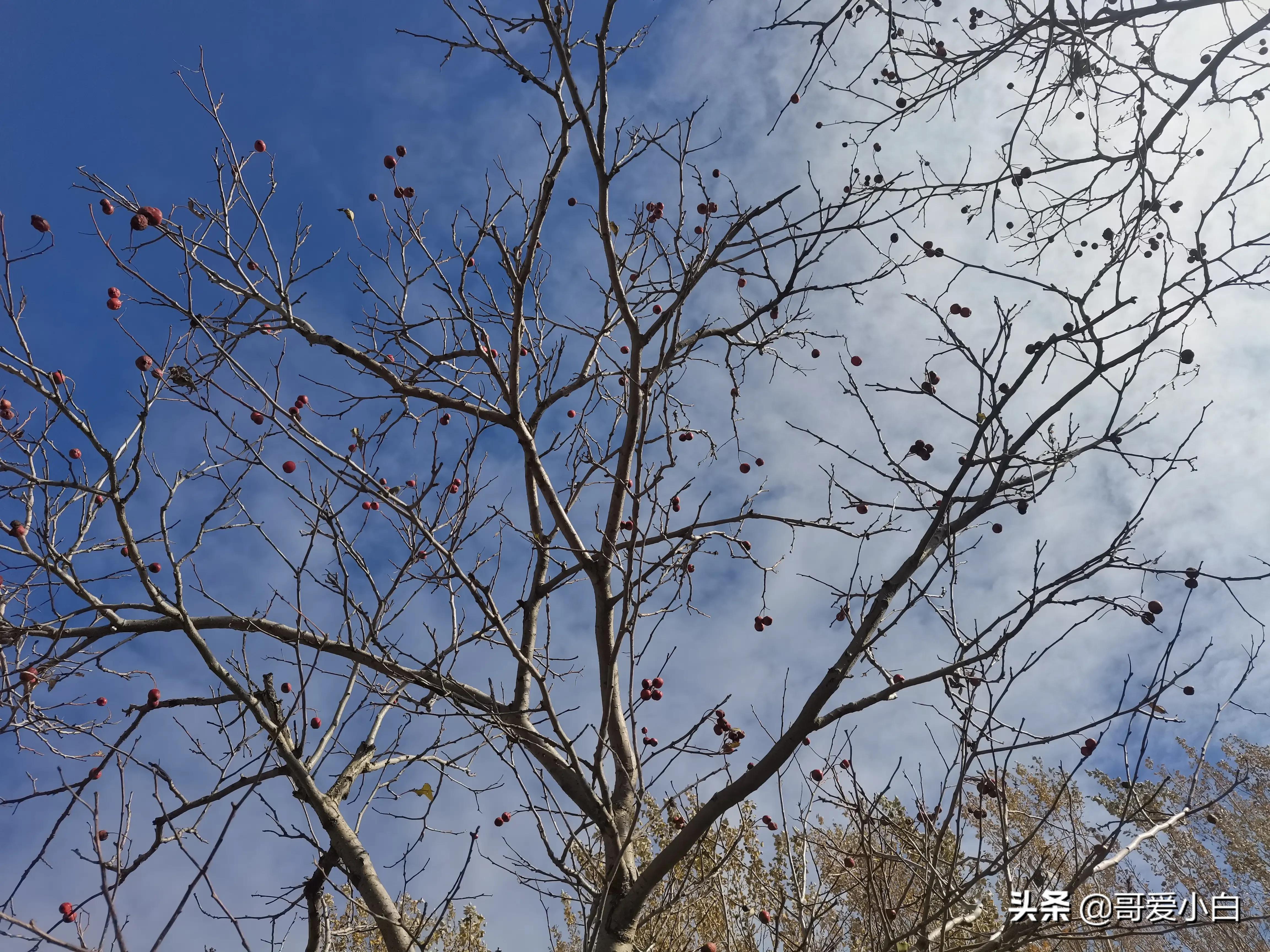我的奇葩邻居系列20,我的奇葩邻居二十四