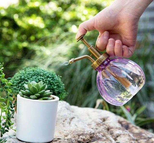 多肉皱巴巴怎么救,多肉皱巴巴