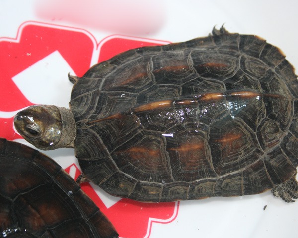 看图识龟,看图识物