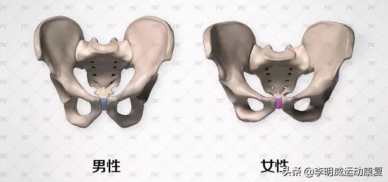 骨盆不正的危害动画视频,骨盆不正危害图片
