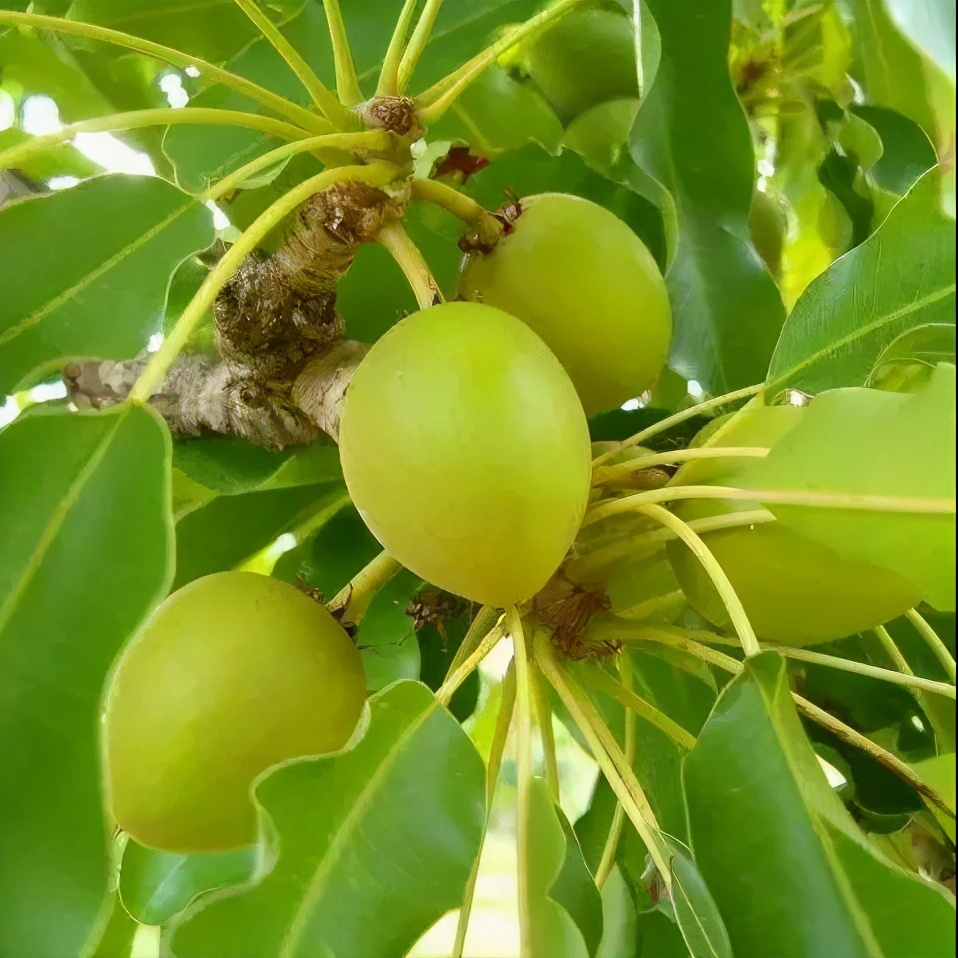 薇丽佳a级乳木果油,薇丽佳a级乳木果油是护发产品吗