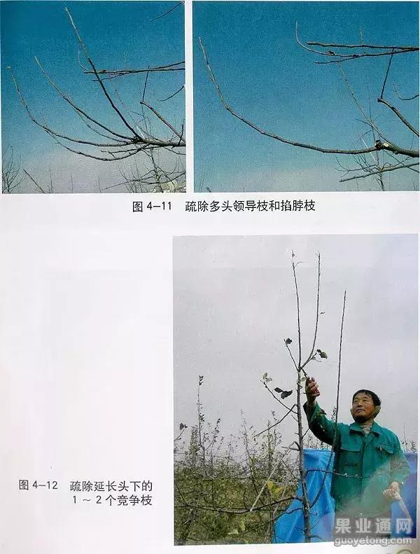 5年红富士苹果树冬季修剪技术,苹果树的冬季修剪技术视频