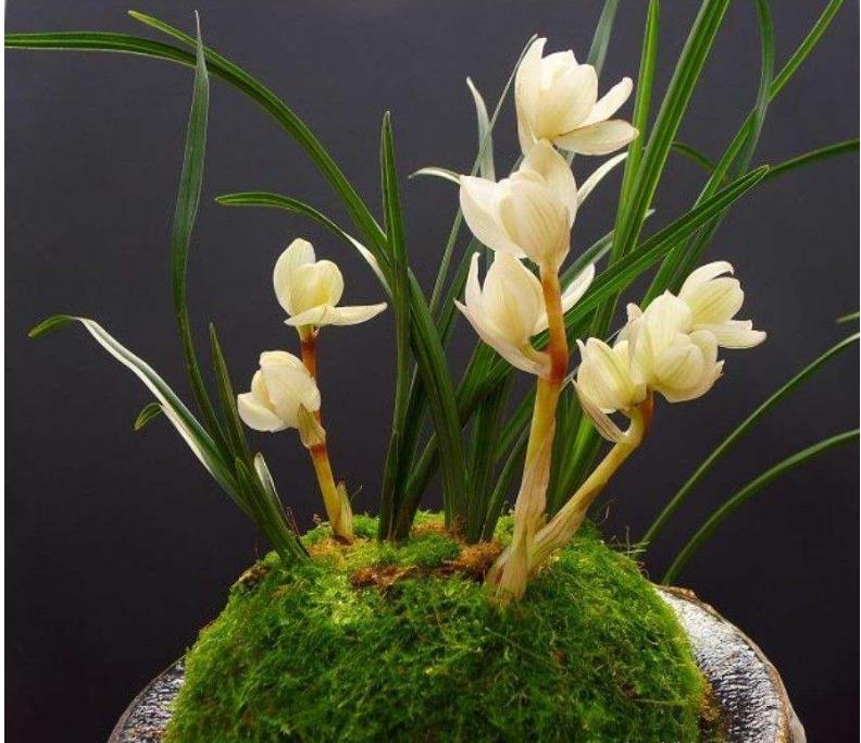 兰花怎么养成值钱的兰花呢,这五种兰花越养越值钱