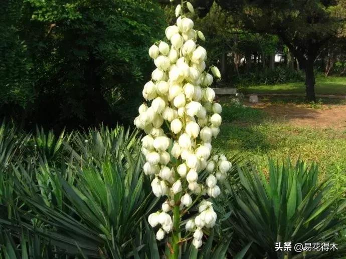 丝兰凤尾兰剑麻就是同一种植物吗,龙舌兰和剑兰的区别图片