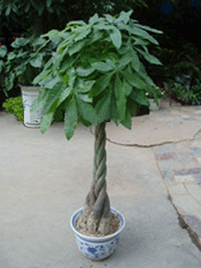 旺财旺宅小盆栽,最旺家的28种植物