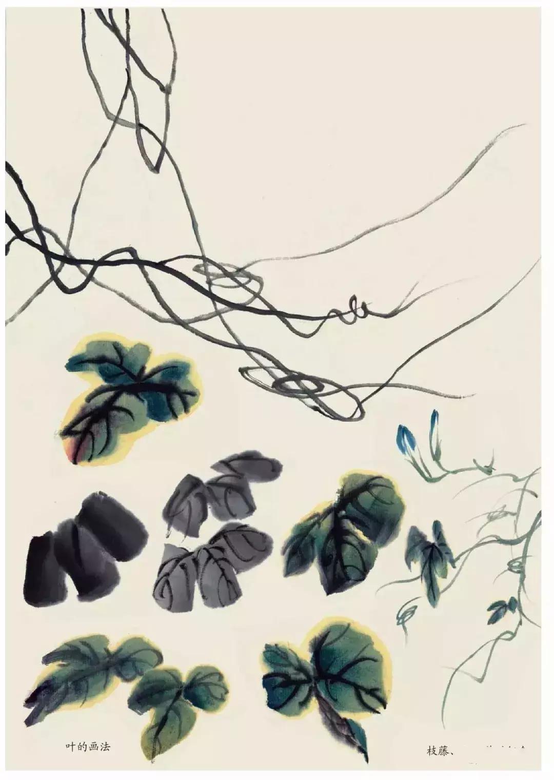 国画团扇花卉画法,国画中常见花卉的画法