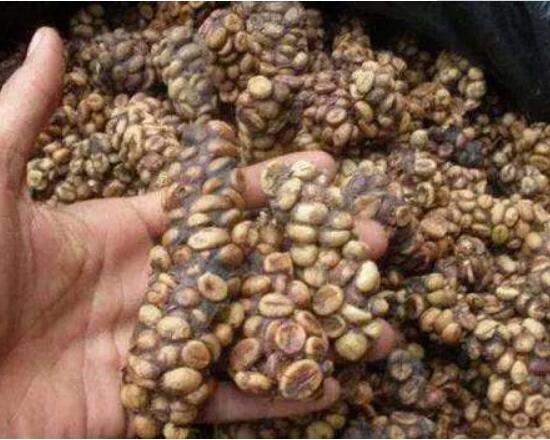 椰子猫吃东西,椰子猫喂咖啡豆