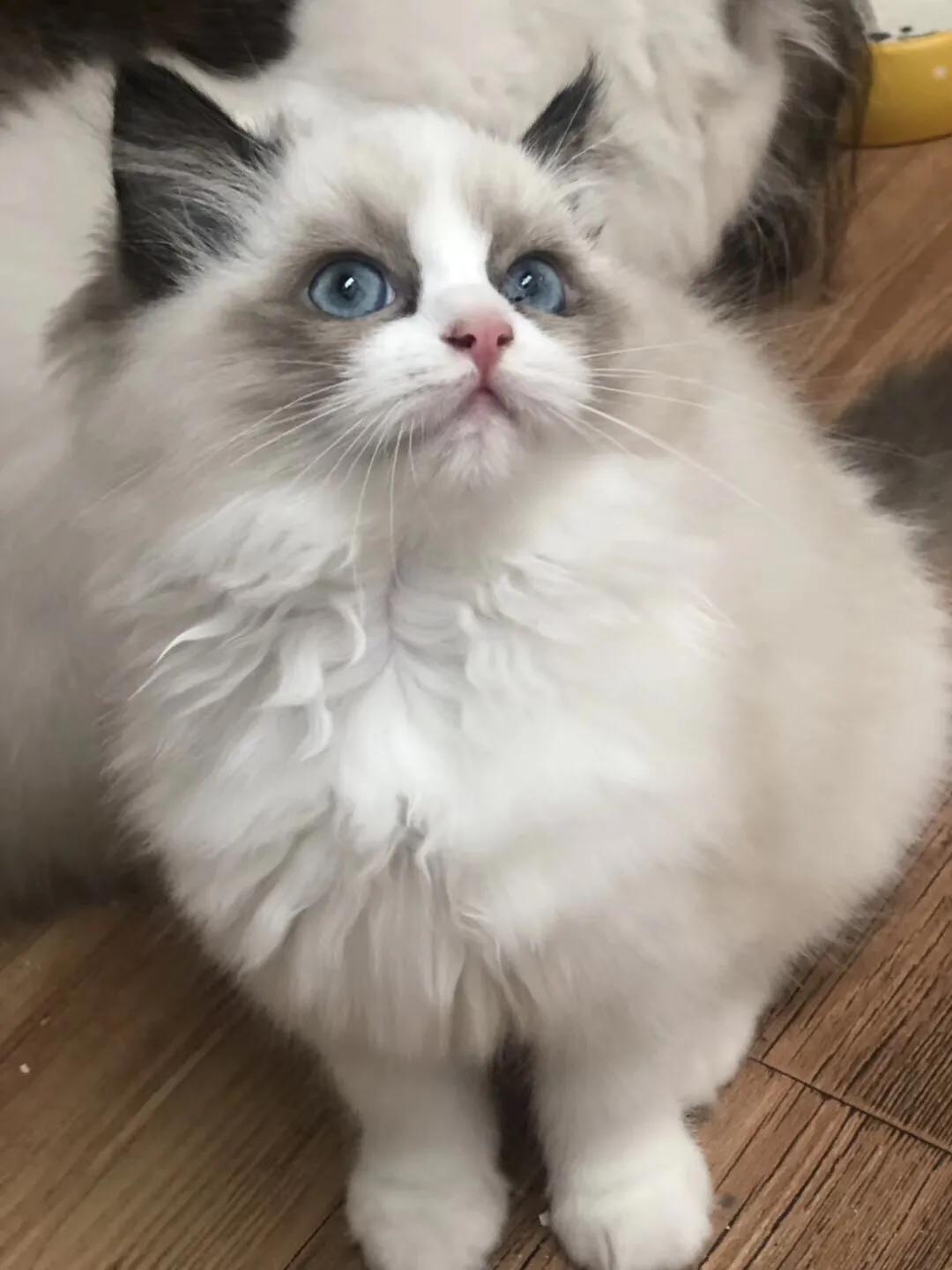 如果价格一样你会选择哪个,如果价格能决定一切