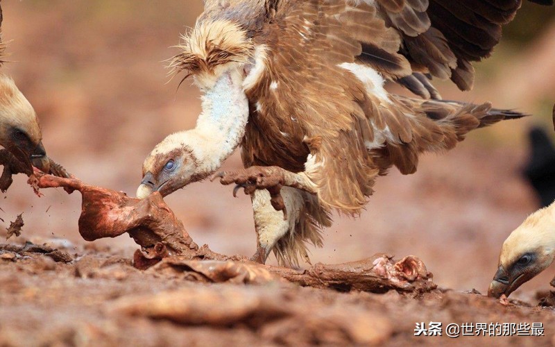 野牛为什么容易受到狮群攻击,野牛能战胜狮子吗