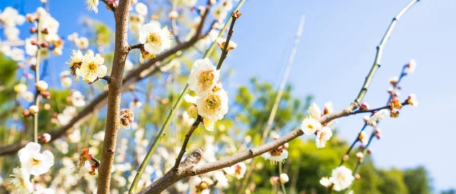 上海豪宅新盘推荐,上海浦东高品质豪宅