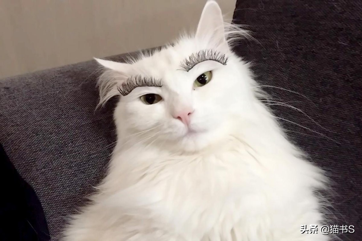 猫眼睛流泪怎么办？如何治疗、清理猫眼睛