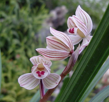 莲瓣兰荷之冠发芽率高吗,莲瓣兰荷之冠组培苗能养活吗