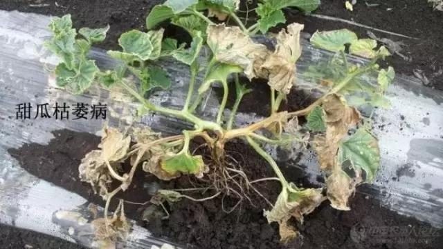 瓜类病害治疗药,瓜类主要病害有哪五条