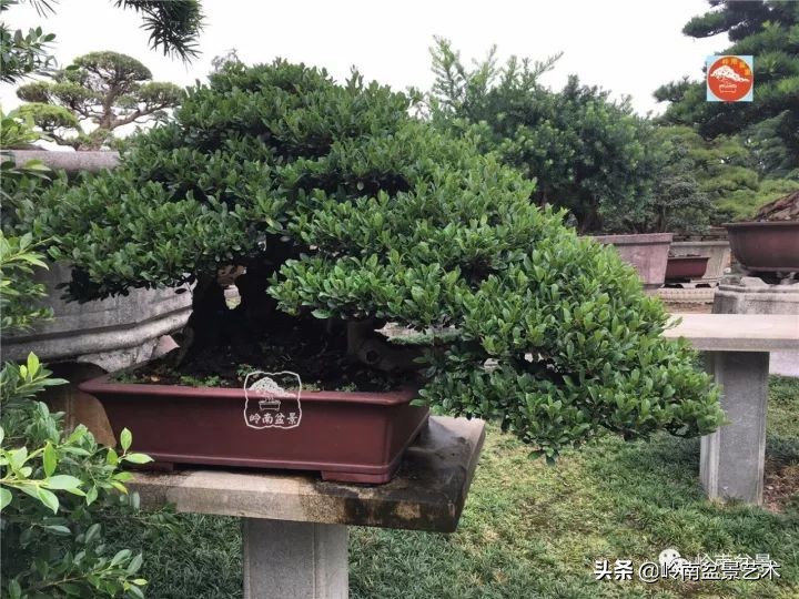 中华蚊母盆景造型,中华蚊母盆景价格