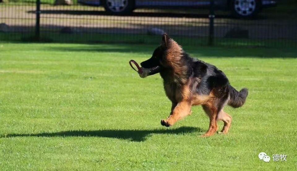 德国牧羊犬图片霸气大全集,德国牧羊犬图片精品