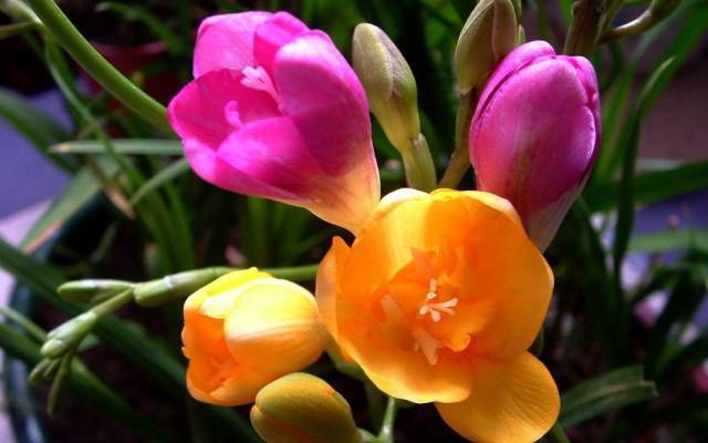 植物叶片有黑色颗粒状的虫子,家里养的植物招虫子