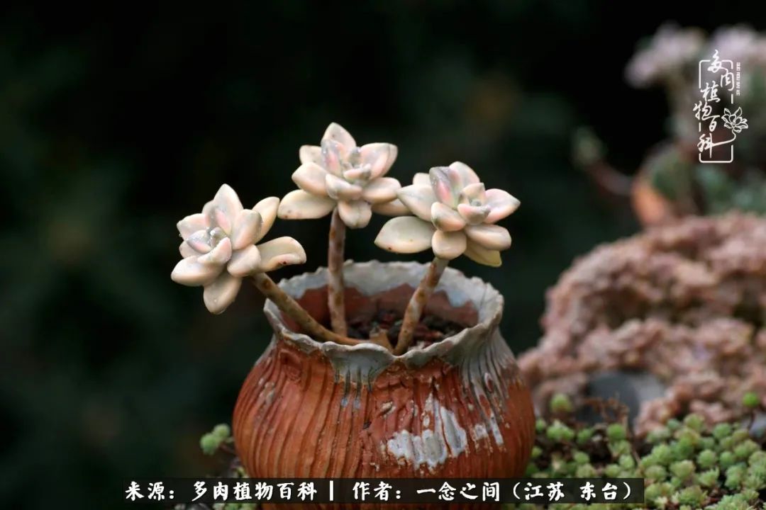 一见多肉误终生,一见多肉误终生从此钱包成路人