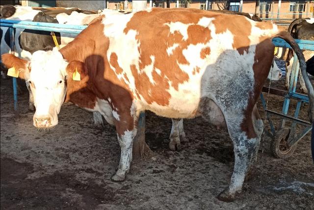 提高奶牛产奶量的技术措施,如何提高奶牛的产奶量的方法