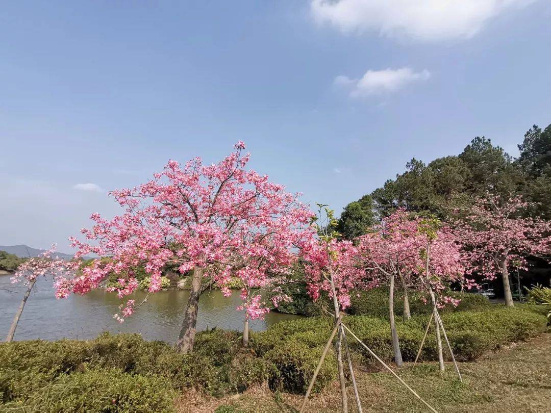 倒数狂欢夜,清远森波拉奇妙世界主题乐园住宿