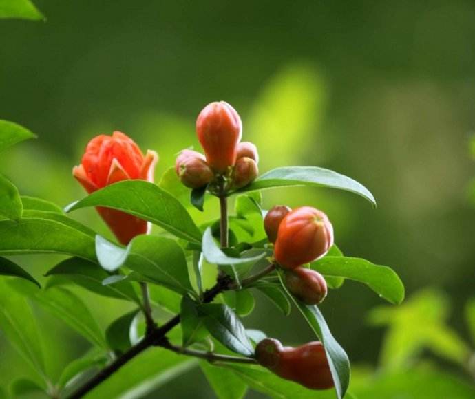 石榴盆景几月份拿弯最合适,石榴盆景要不要一直浇水