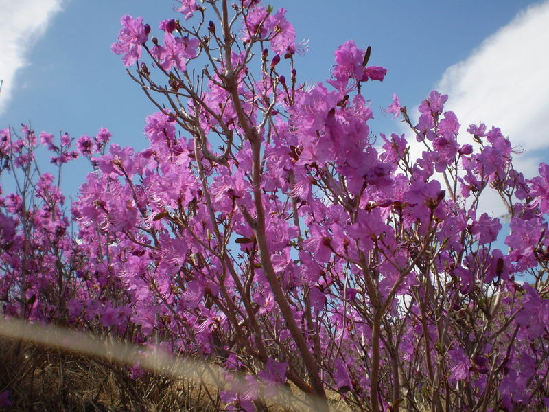 中国三十种名花图片大全,中国十大名花及花卉文化