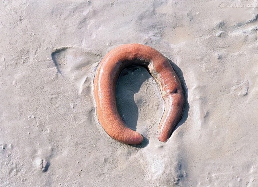 100个搞笑冷知识动物,奇葩动物冷知识你都知道哪几个