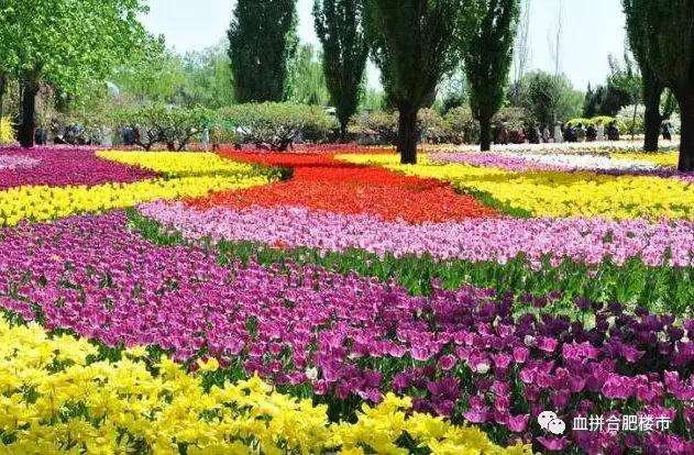 吃不起水果、买不起房、工资拖后腿,合肥人你真的幸福吗?