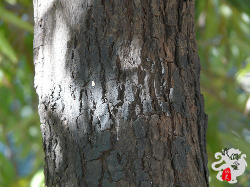 为什么中国在国外进口牛,中国古代外贸发展的利弊