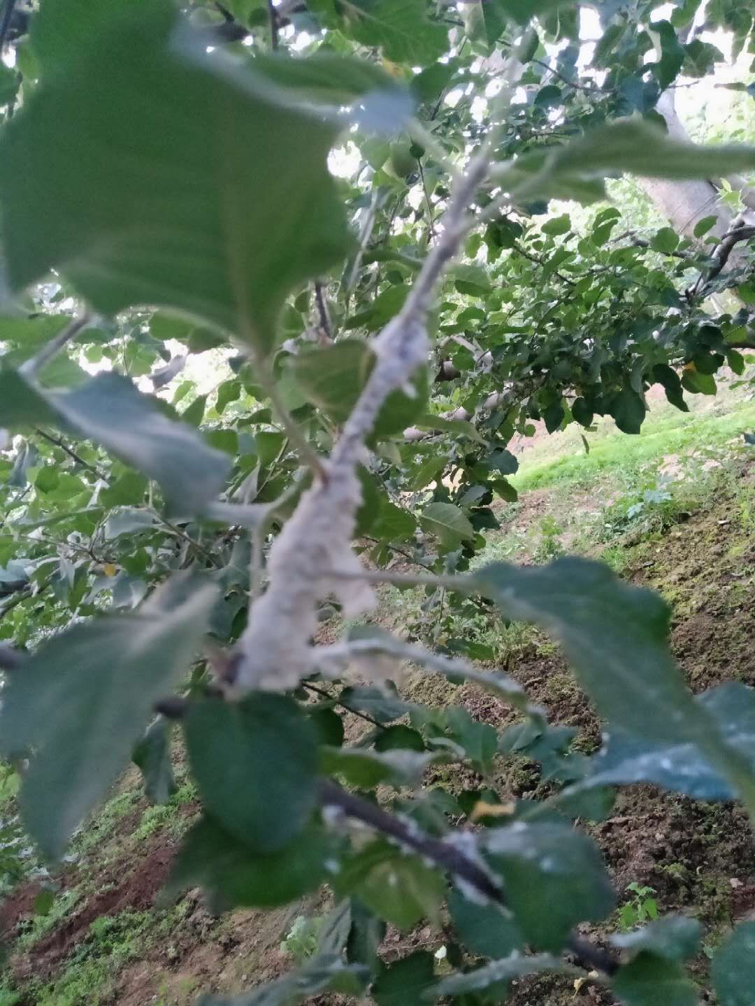 棉蚜虫怎么消灭最简单方法,苹果树的棉蚜虫用啥药