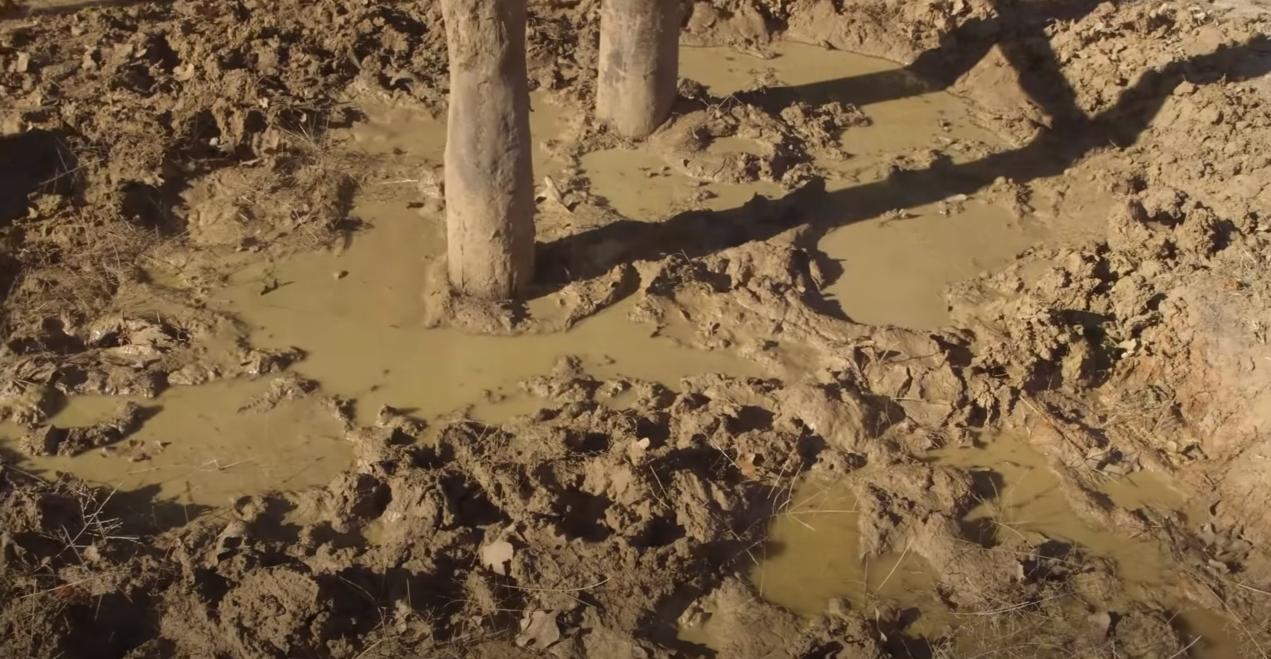 美国野猪泛滥成灾的真实原因,野猪泛滥成灾了家猪攻击野猪