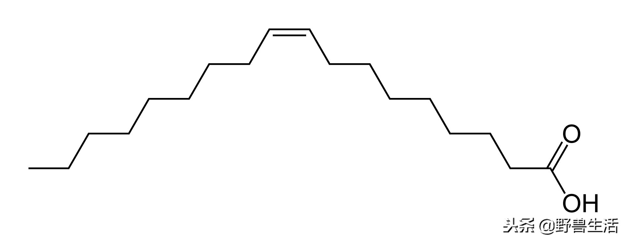 牛油果是真有营养还是虚假宣传,被捧上天却毫无作用的食物