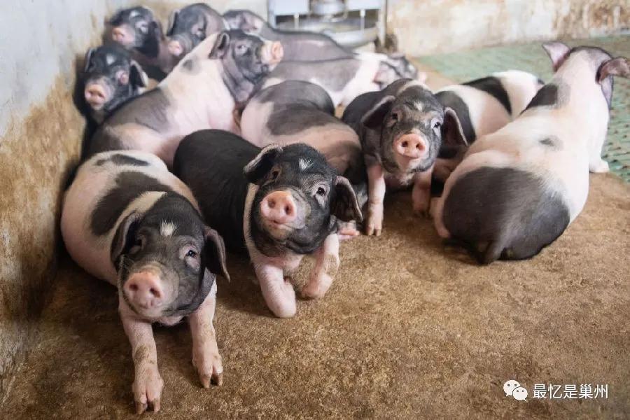 故乡的回忆原唱,故乡的回忆男声独唱