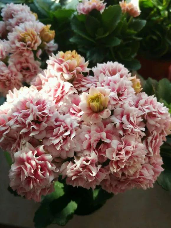 养花忘记浇水的幽默句子,养花浇水不知道量怎么办