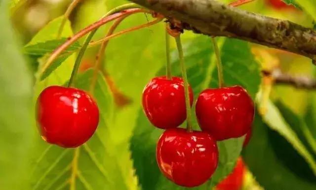 樱桃树一年管理,樱桃树现在管理