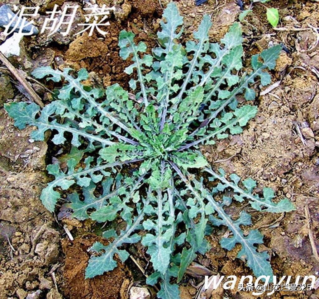野生菊苣的辨认与图片,野菜苦菜识别方法