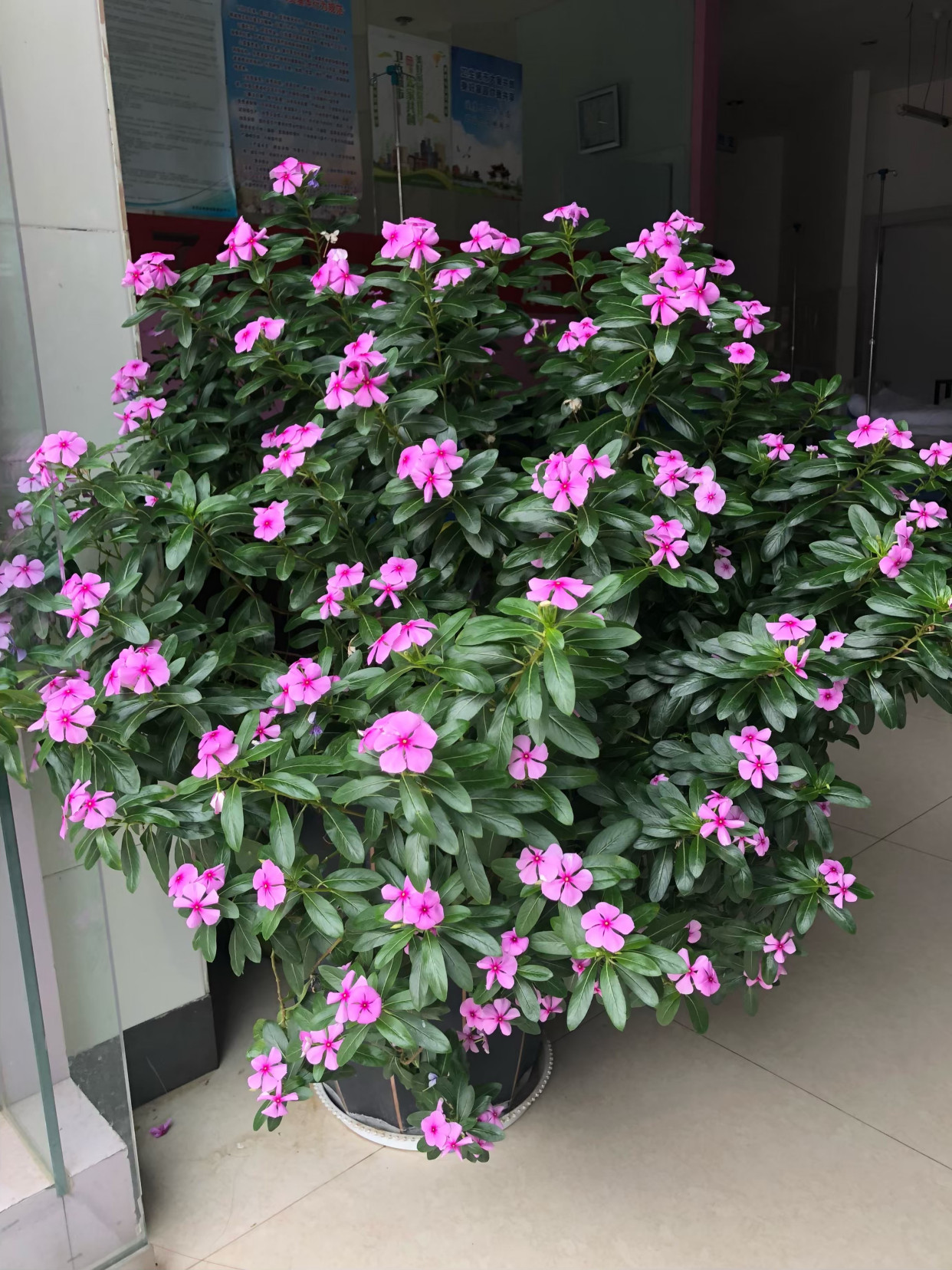 好养的盆栽花卉大全,人养花花