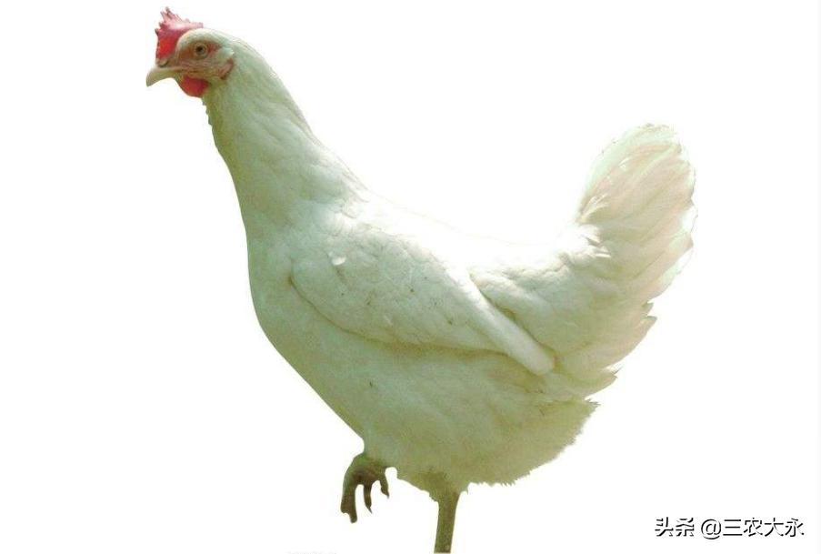 你知道鸡为什么会飞,你知道鸡为什么会抱窝吗