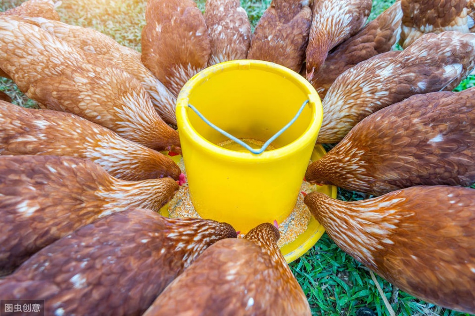 警惕蛋鸡生殖型滑液囊支原体,警惕滑液囊支原体